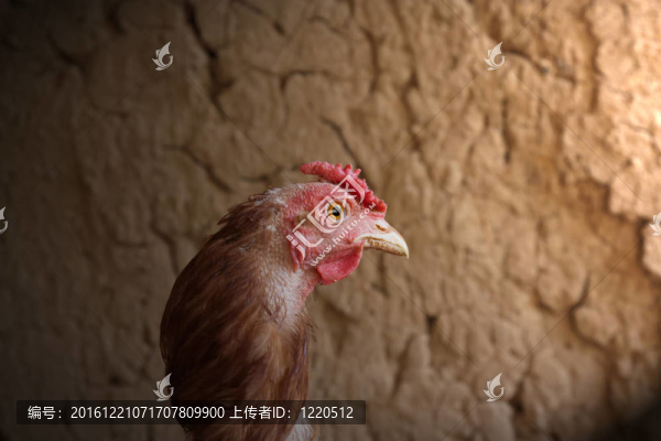 母雞