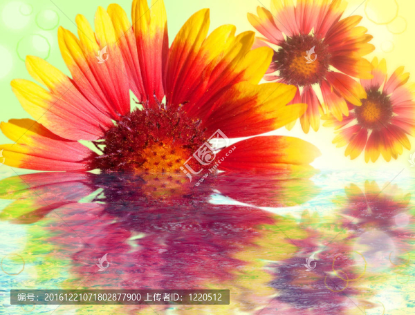 在水映Colourful,Gerbera雛菊