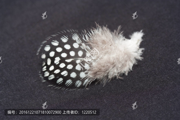 黑背景鳥的羽毛