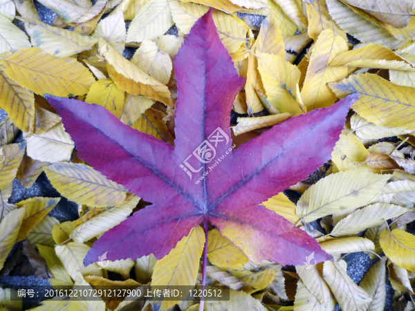 秋:葉-匯圖網(wǎng) www.fosd68.com 秋:葉