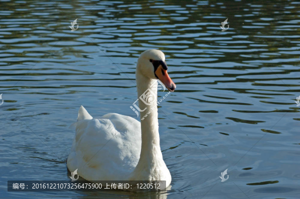 白天鵝
