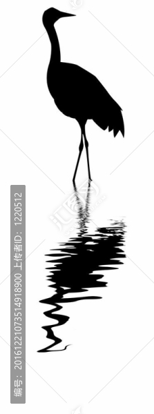白鶴上的白色插圖