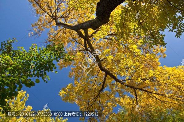 秋天楓葉枝，黃色的葉子對著藍天。