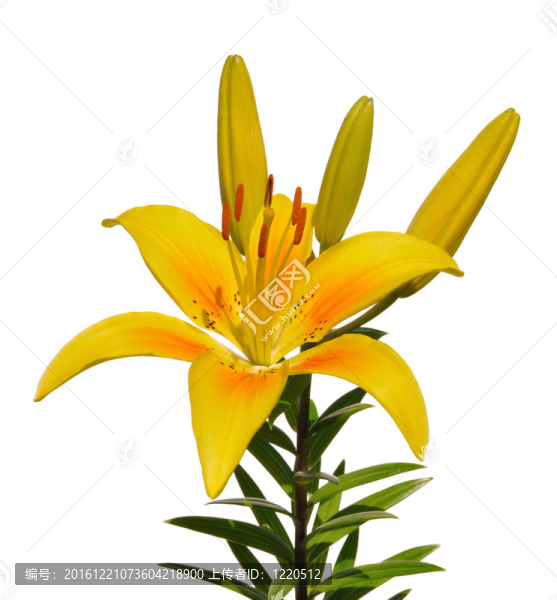Yellow,Lily（百合）花