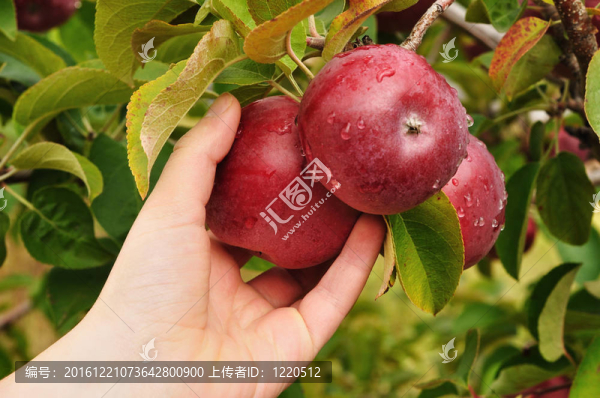 手摘蘋果