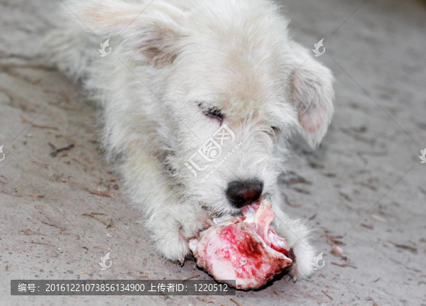 白狗啃骨頭