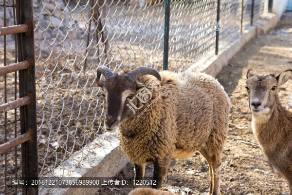 動物園里的山羊