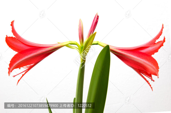 白色背景上的紅花