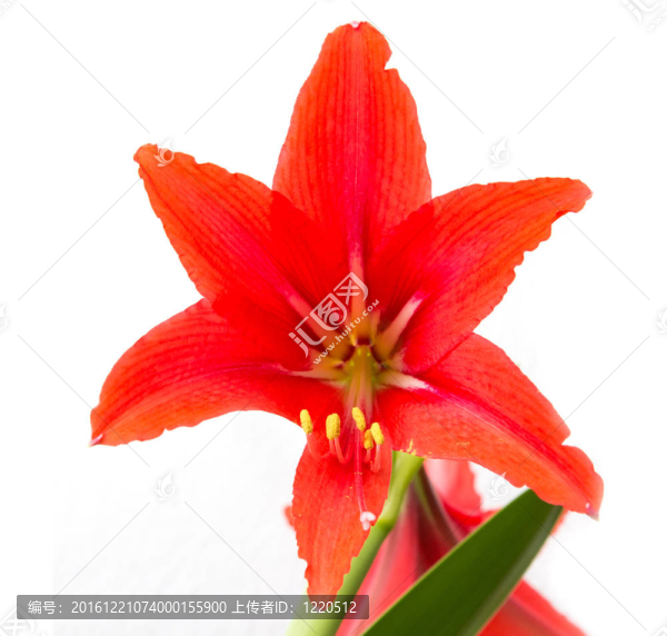 白色背景上的紅花