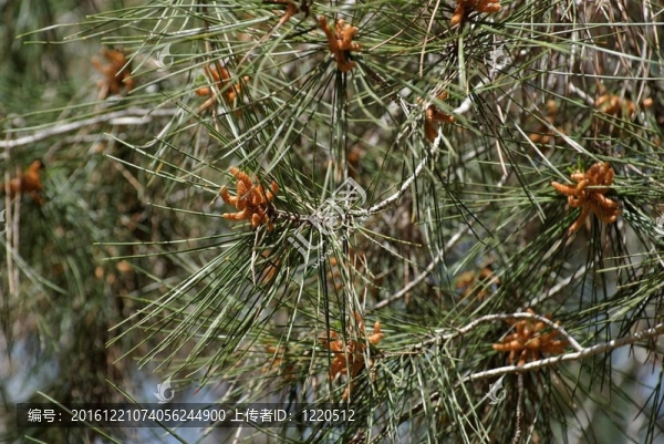 雄球花（球果）Mediterranean松樹針葉之間；淺景深