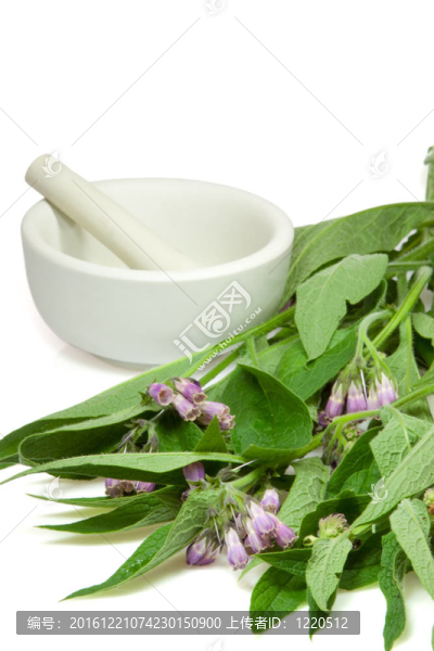 用砂漿HS紫草