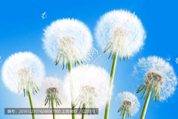在藍(lán)色的天空背景的蒲公英