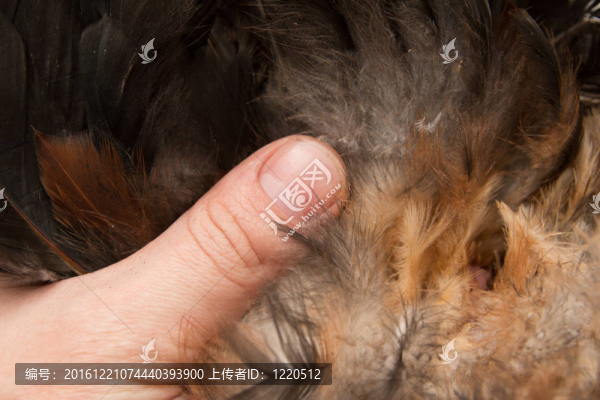鳥的羽毛；手指人