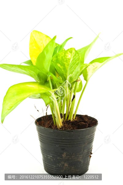 綠色植物分離。