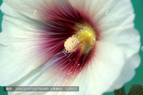 白芙蓉花瓣