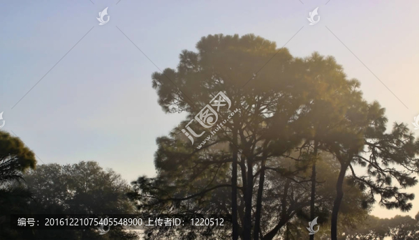 晨霧中的樹(shù)木