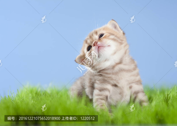 小貓小貓?zhí)K格蘭尋找向上的草綠色