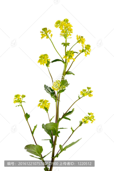 冬季水芹