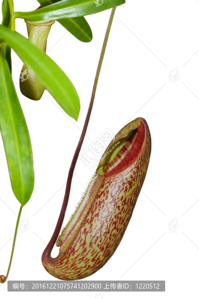 花陷阱（植物解剖學(xué)）