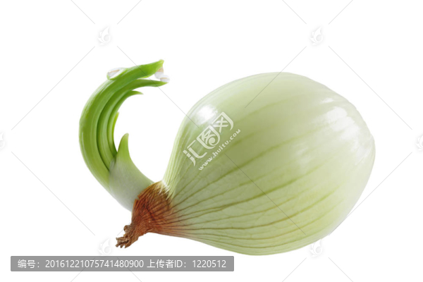種植洋蔥