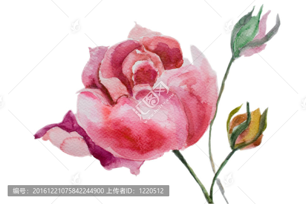 美麗的牡丹花水彩插圖