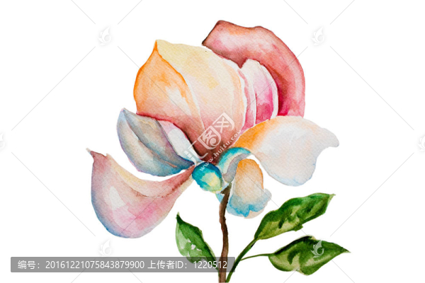 美麗的花朵