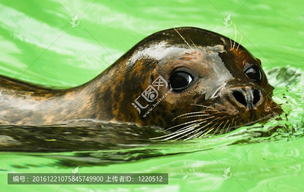 海獅