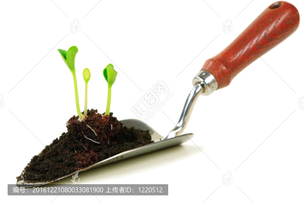 小豆芽在少年