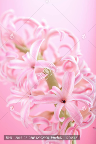 粉紅色的風(fēng)信子花