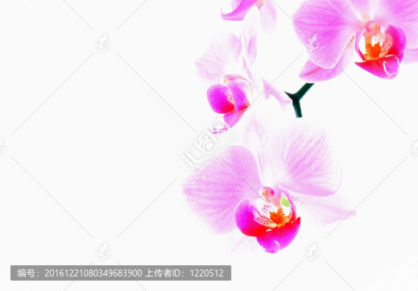 蘭花