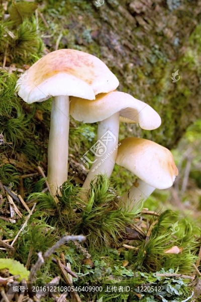 自然環(huán)境中的蘑菇