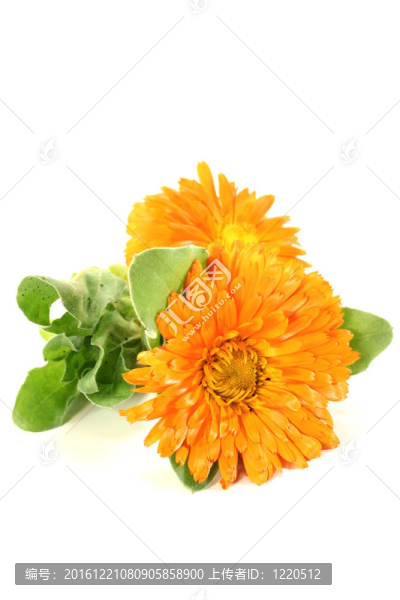 橙色金盞花葉
