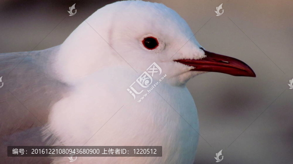 紅喙海鷗