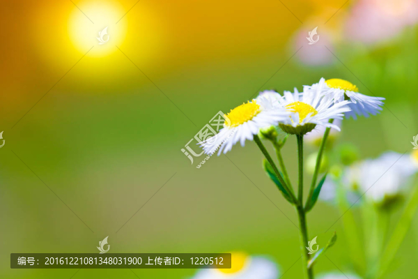 夕陽下的雛菊花