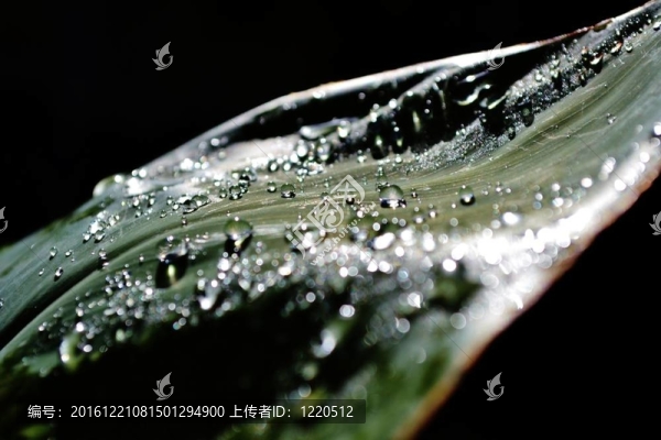 百合葉