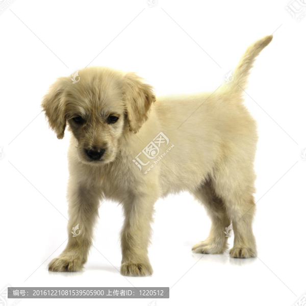 黃金獵犬小狗隔離