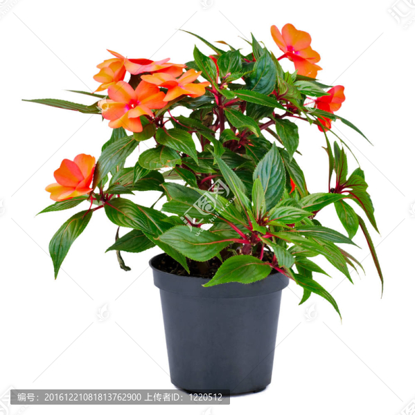 鳳仙花