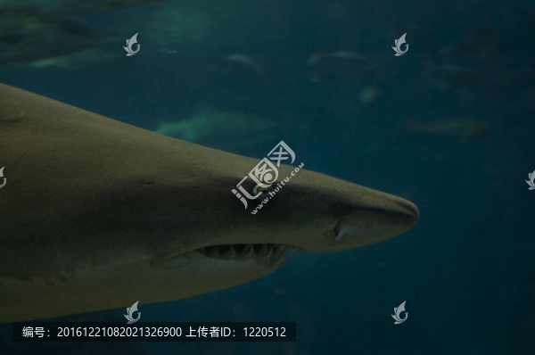 鯊魚