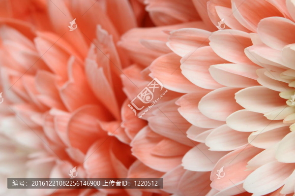 特寫：粉紅色粉紅色的花瓣黃心為背景或紋理紫菀