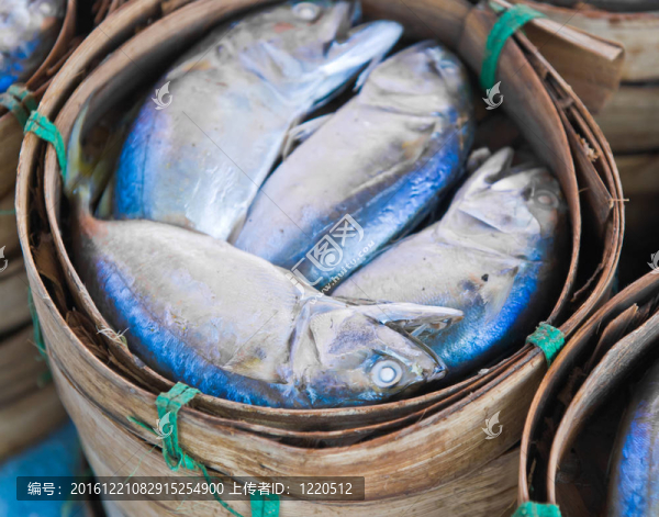 馬鮫魚