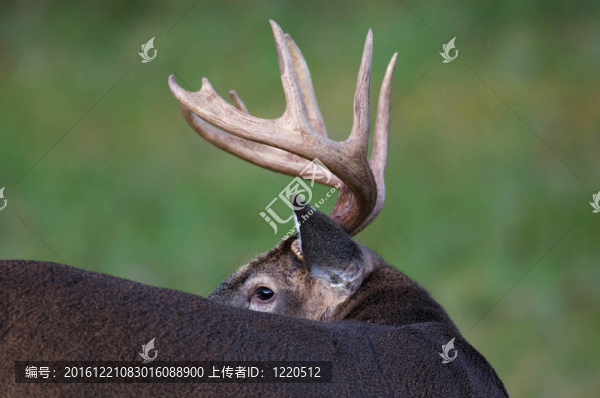 白尾鹿巴克