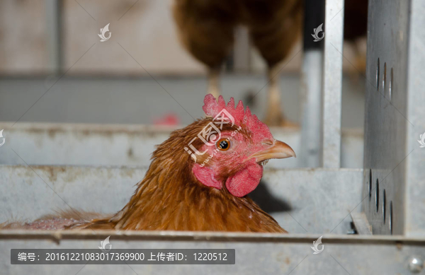 雞產(chǎn)蛋