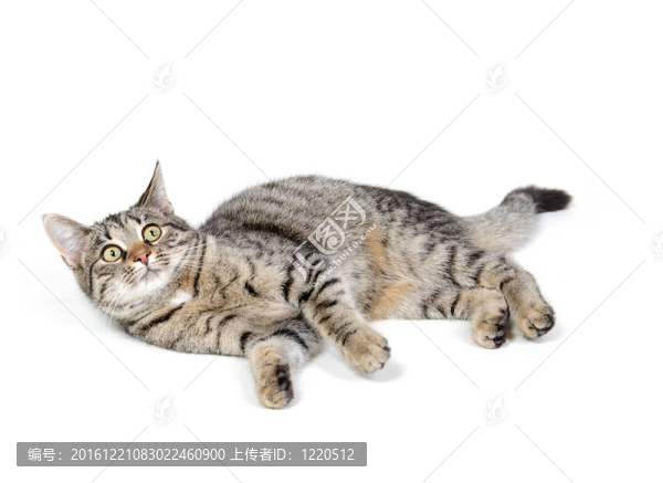可愛(ài)的虎斑貓白