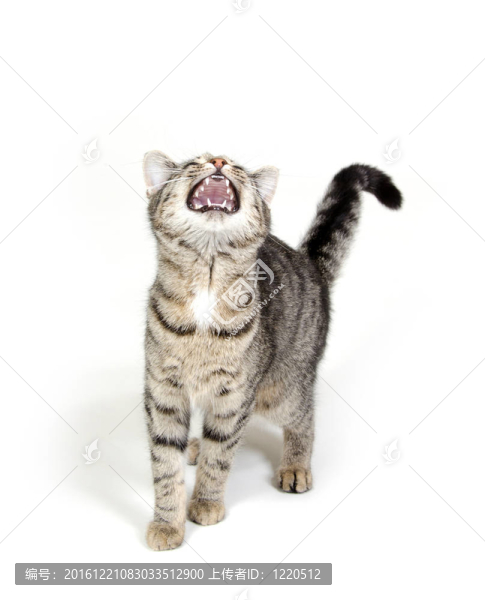 小貓?zhí)ь^哭泣