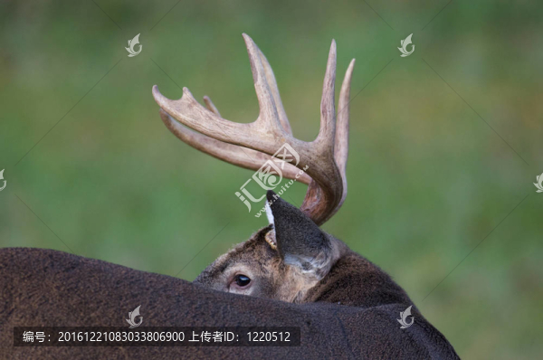 白尾鹿巴克