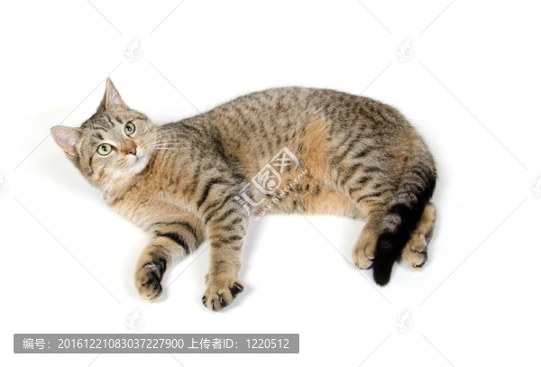 可愛的虎斑貓白