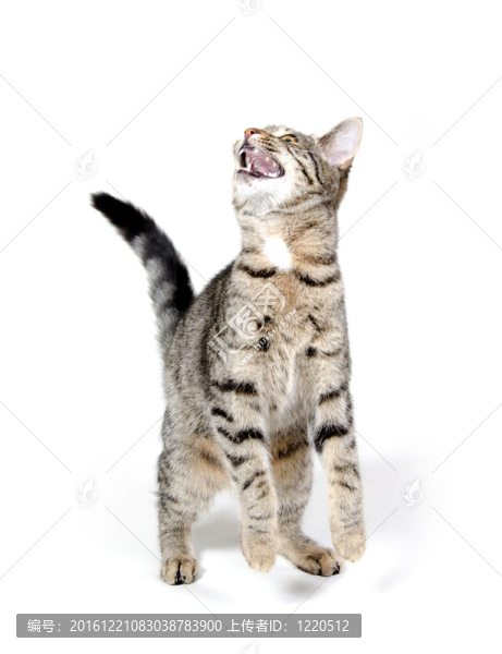 小貓?zhí)ь^哭泣
