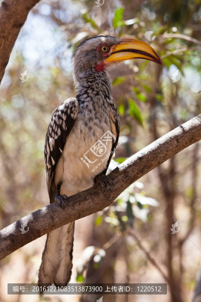 在南aafrica犀鳥鳥坐在一棵樹上