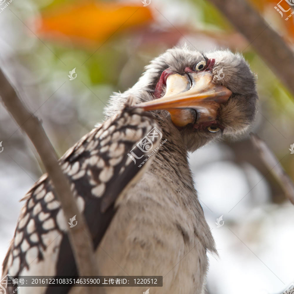南非犀鳥鳥看好奇