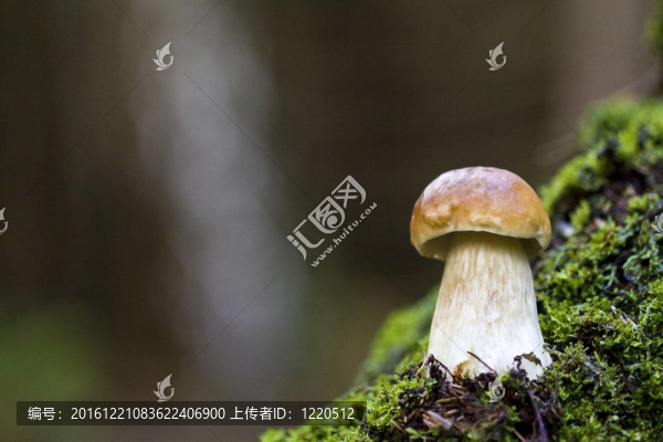 野生蘑菇